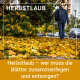 Herbstlaub – wer muss die Blätter zusammenfegen und entsorgen?