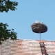 Storchennest auf der Zehntscheuer in Bad Dürrheim